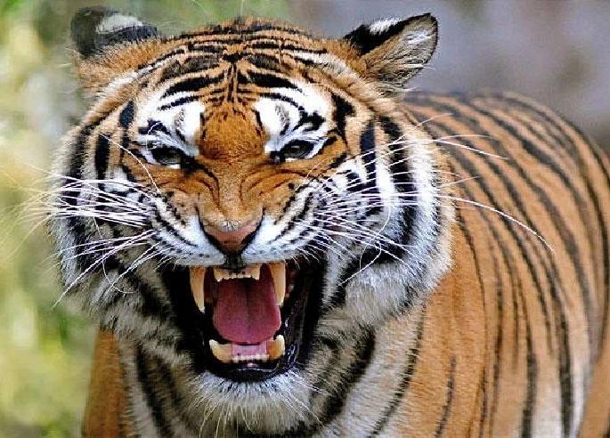 The tiger attacks the crowd after being chased away from the bush | झुडुपातून हुसकावल्याने वाघाचा जमावावर हल्ला; दोघे गंभीर जखमी The tiger attacks the crowd after being chased away from the bush | झुडुपातून हुसकावल्याने वाघाचा जमावावर हल्ला; दोघे गंभीर जखमी