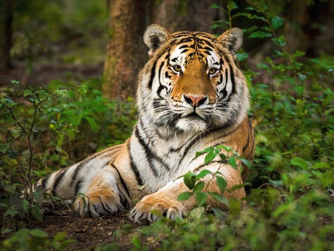 International Tiger Day : Vidarbha and Nagpur district are always on the target of wildlife poachers | जागतिक व्याघ्र दिन विशेष : वाघांच्या राजधानीतच वन्यजीव तस्करांचे जाळे International Tiger Day : Vidarbha and Nagpur district are always on the target of wildlife poachers | जागतिक व्याघ्र दिन विशेष : वाघांच्या राजधानीतच वन्यजीव तस्करांचे जाळे