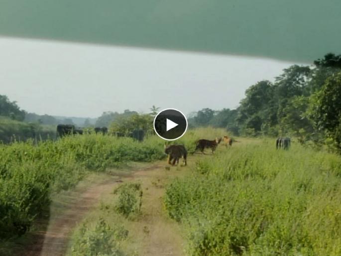 A rare moment! Sighting of four tigers simultaneously in Sawarla forest area of bhandara | दुर्लभ क्षण! सावरला जंगल क्षेत्रात एकाच वेळी चार वाघांचे दर्शन, पाहा VIDEO A rare moment! Sighting of four tigers simultaneously in Sawarla forest area of bhandara | दुर्लभ क्षण! सावरला जंगल क्षेत्रात एकाच वेळी चार वाघांचे दर्शन, पाहा VIDEO