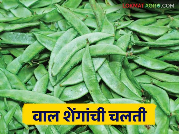 Popati Party : Popati for Thirty First; Puneri wal beans get a good price | Popati Party : थर्टी फर्स्टसाठी पोपटी; पुणेरी वाल शेंगांचा भाव वाढला Popati Party : Popati for Thirty First; Puneri wal beans get a good price | Popati Party : थर्टी फर्स्टसाठी पोपटी; पुणेरी वाल शेंगांचा भाव वाढला