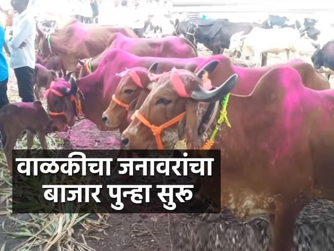 65 lakhs turnover on the first day in the walaki nagar cattle market | नगरच्या वाळकी जनावरांचा बाजारात पहिल्याच दिवशी ६५ लाखांची उलाढाल 65 lakhs turnover on the first day in the walaki nagar cattle market | नगरच्या वाळकी जनावरांचा बाजारात पहिल्याच दिवशी ६५ लाखांची उलाढाल