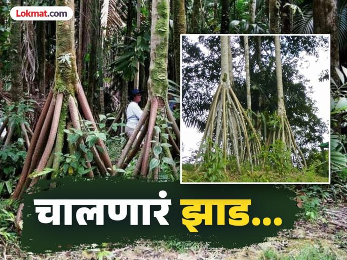 This tree can walk like humans amazing nature | अजबच! मनुष्यांसारखं चालतं 'हे" झाड, असतात मोठाले पाय; जाणून घ्या याची खासियत!