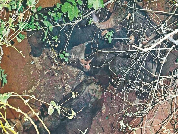 The forest department has successfully rescued five gaur that had fallen into a deep well in Lowale Sangameshwar taluka | Ratnagiri: विहिरीत पाच गवे पडले, वन विभागाने मध्यरात्री तीन तास ‘रेस्क्यू ऑपरेशन’ करुन बाहेर काढले The forest department has successfully rescued five gaur that had fallen into a deep well in Lowale Sangameshwar taluka | Ratnagiri: विहिरीत पाच गवे पडले, वन विभागाने मध्यरात्री तीन तास ‘रेस्क्यू ऑपरेशन’ करुन बाहेर काढले