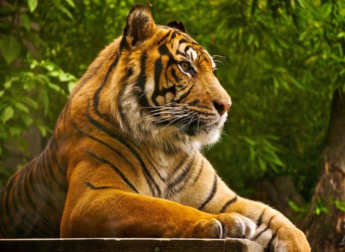 Tiger week begins with the nectar festival of freedom | स्वातंत्र्याच्या अमृत महोत्सवांतर्गत व्याघ्र सप्ताहाला प्रारंभ Tiger week begins with the nectar festival of freedom | स्वातंत्र्याच्या अमृत महोत्सवांतर्गत व्याघ्र सप्ताहाला प्रारंभ