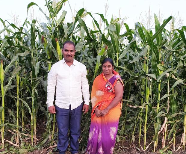 Area 3 knots ... Day 49 and yields two lakhs! | क्षेत्र १०० गुंठे...दिवस ९० अन् उत्पन्न मिळाले दोन लाख ! Area 3 knots ... Day 49 and yields two lakhs! | क्षेत्र १०० गुंठे...दिवस ९० अन् उत्पन्न मिळाले दोन लाख !