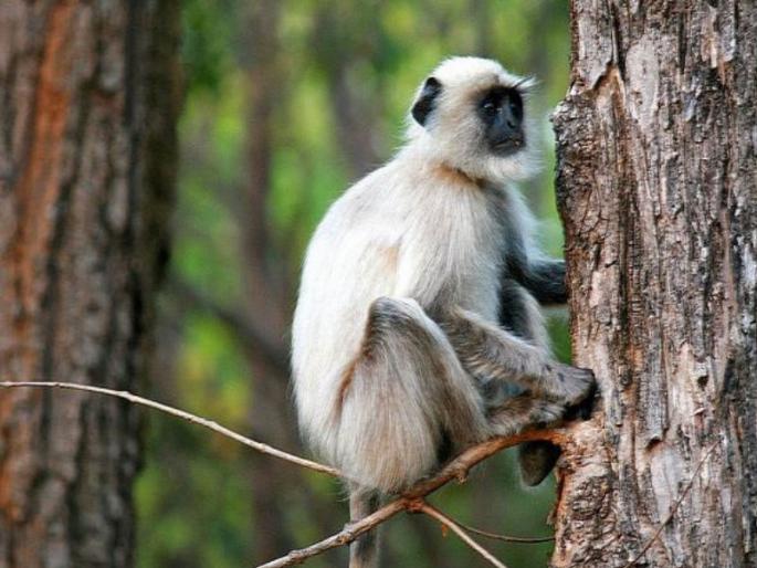 Party by hunting monkeys; Shocking incident at Junnar | 'क्रौर्याची परिसीमा', वानराची शिकार करुन केली पार्टी ; जुन्नर येथील धक्कादायक घटना   Party by hunting monkeys; Shocking incident at Junnar | 'क्रौर्याची परिसीमा', वानराची शिकार करुन केली पार्टी ; जुन्नर येथील धक्कादायक घटना