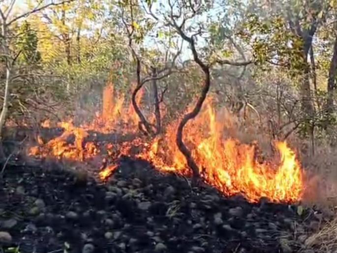 Hingoli: A wildfire broke out in the forest in Pangra Shinde area; Wild animals started running away in fear of their lives | Hingoli: पांगरा शिंदे माळरानात वणवा पेटला; जिवाच्या आकांताने वन्यप्राणी पळू लागले सैरावैरा