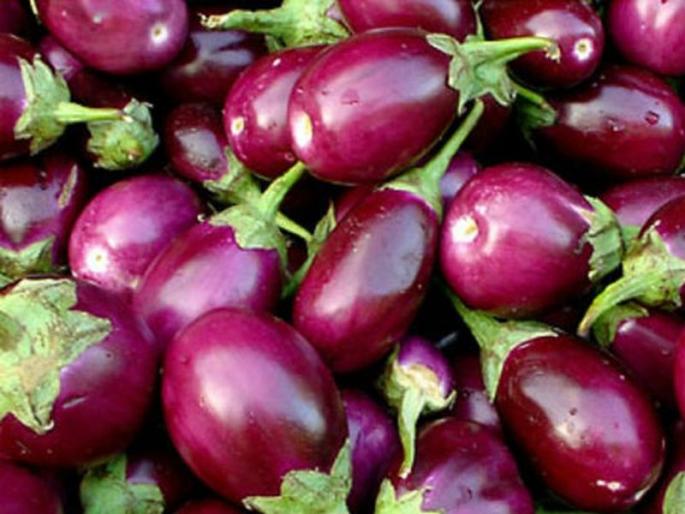 Brinjal or wangi is full of fiber and minerals, Is good for weight loss | 'हे' फायदे वाचल्यावर तुम्ही कधीही वांग्यांला पाहून तोंड वाकडं करणार नाही! Brinjal or wangi is full of fiber and minerals, Is good for weight loss | 'हे' फायदे वाचल्यावर तुम्ही कधीही वांग्यांला पाहून तोंड वाकडं करणार नाही!