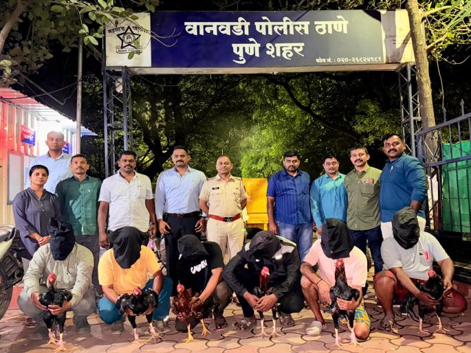 Gambling on 'Fighter' cockfights; 6 people arrested by Wanawadi police, property worth 5 lakhs seized | ‘फायटर’ कोंबड्यांच्या झुंजीवर जुगार; वानवडी पाेलिसांकडून ६ जण गजाआड, ५ लाखांचा मुद्देमाल जप्त Gambling on 'Fighter' cockfights; 6 people arrested by Wanawadi police, property worth 5 lakhs seized | ‘फायटर’ कोंबड्यांच्या झुंजीवर जुगार; वानवडी पाेलिसांकडून ६ जण गजाआड, ५ लाखांचा मुद्देमाल जप्त
