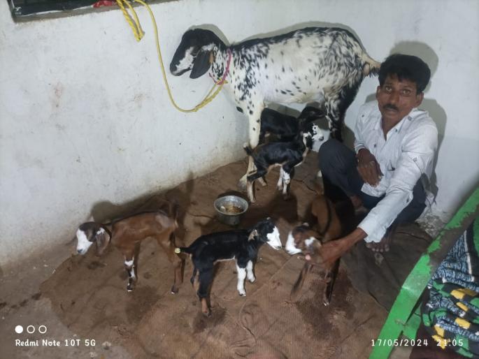 What do you say... Goat gave birth to five kids | काय म्हणता... शेळीने दिला पाच पिलांना जन्म What do you say... Goat gave birth to five kids | काय म्हणता... शेळीने दिला पाच पिलांना जन्म