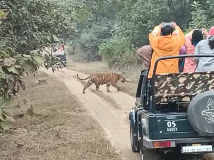 bor yuvraj tiger reaches core run to the safe zone due to growing cold | बोरच्या 'युवराज'ने पाहुणपणासाठी गाठले ‘कोअर’; वाढत्या थंडीमुळे वाघांची ‘सेफ झोन’कडे धाव? bor yuvraj tiger reaches core run to the safe zone due to growing cold | बोरच्या 'युवराज'ने पाहुणपणासाठी गाठले ‘कोअर’; वाढत्या थंडीमुळे वाघांची ‘सेफ झोन’कडे धाव?