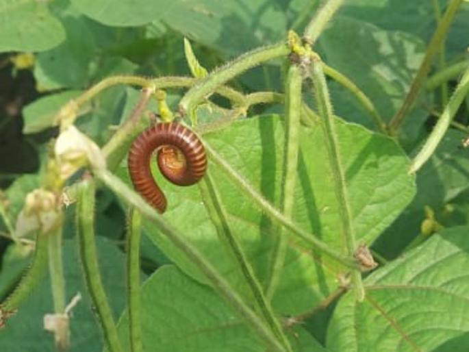 There has been large pest infestation in jalgaon | ‘पैसा’ झाला मोठा...हंगाम झाला ‘छोटा’! There has been large pest infestation in jalgaon | ‘पैसा’ झाला मोठा...हंगाम झाला ‘छोटा’!