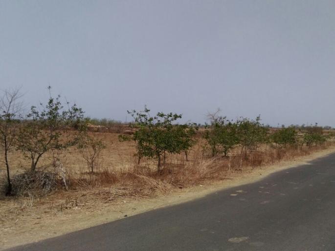 tree besided roads number reducing in washim | रस्त्यानजिकचे वृक्ष नामशेष होण्याच्या मार्गावर! tree besided roads number reducing in washim | रस्त्यानजिकचे वृक्ष नामशेष होण्याच्या मार्गावर!