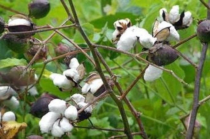 Cotton production will decline! | कापसाचे उत्पादन घटणार! Cotton production will decline! | कापसाचे उत्पादन घटणार!