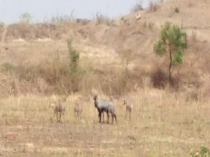VIDEO - Wild tropical storm in the sun; Roll over for fodder, water and shelter | VIDEO- धगधगत्या उन्हात वन्यप्राण्यांचीही त्रेधा; चारा, पाण्यासह निवाऱ्यासाठीही धावाधाव VIDEO - Wild tropical storm in the sun; Roll over for fodder, water and shelter | VIDEO- धगधगत्या उन्हात वन्यप्राण्यांचीही त्रेधा; चारा, पाण्यासह निवाऱ्यासाठीही धावाधाव