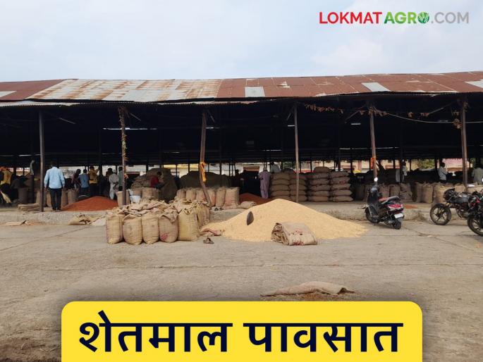latest news Market Yard: Rains increase incidents of Shetmal getting wet; Inadequate facilities of market committees exposed Read in detail | Market Yard: पावसामुळे शेतमाल भिजण्याच्या घटना वाढल्या; बाजार समित्यांची अपुरी सुविधा उघड वाचा सविस्तर
