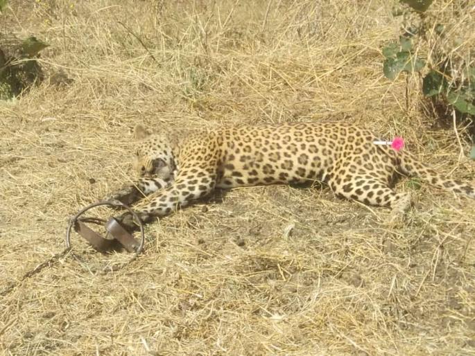 leopards caught in hunting trap the forest department took him into custody | शिकारीसाठी लावलेल्या सापळ्यात अडकला बिबट्या; वनविभागाने बेशुद्ध करून घेतले ताब्यात leopards caught in hunting trap the forest department took him into custody | शिकारीसाठी लावलेल्या सापळ्यात अडकला बिबट्या; वनविभागाने बेशुद्ध करून घेतले ताब्यात