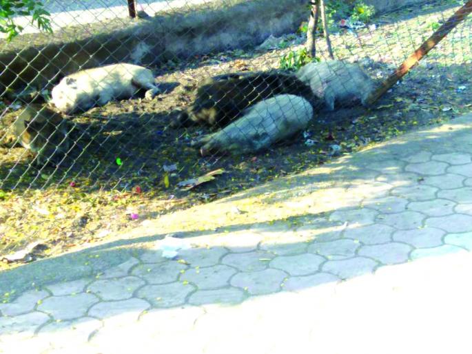 Washim depot forgotten 'Swachh Bharat Mission' | वाशिम आगाराला ‘स्वच्छ भारत मिशन’चा विसर; सर्वत्र अस्वच्छता ! Washim depot forgotten 'Swachh Bharat Mission' | वाशिम आगाराला ‘स्वच्छ भारत मिशन’चा विसर; सर्वत्र अस्वच्छता !