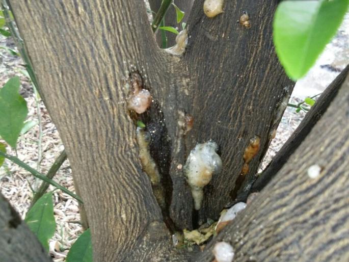 Diseases on orange orchards in Washim district | वाशिम जिल्ह्यात संत्रा फळबागेवर डिंक्या रोगाचा प्रादुर्भाव Diseases on orange orchards in Washim district | वाशिम जिल्ह्यात संत्रा फळबागेवर डिंक्या रोगाचा प्रादुर्भाव