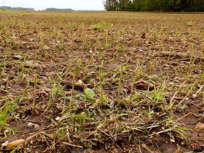 Water in irrigation pond infiltrated | सिंचन तलावाचे पाणी घुसले शेतात; १० एकरातील पिक उद्ध्वस्त Water in irrigation pond infiltrated | सिंचन तलावाचे पाणी घुसले शेतात; १० एकरातील पिक उद्ध्वस्त