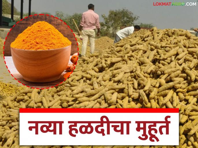 latest news Turmeric Market: New turmeric 'Ya' has entered the market; Read the price in detail | Turmeric Market: नवी हळद 'या' बाजारात दाखल; काय मिळाला भाव ते वाचा सविस्तर