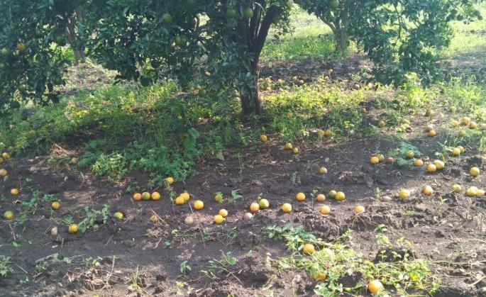 Damage to orange orchard in Washim district | मुंगळा परिसरात संत्रा बागेचे नुकसान Damage to orange orchard in Washim district | मुंगळा परिसरात संत्रा बागेचे नुकसान