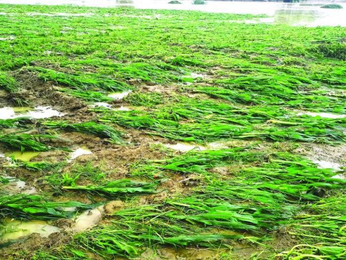 Damage to kharif crops on 3200 hectares due to heavy rains | अतिवृष्टीमुळे ३२०० हेक्टरवरील खरीप पिकांचे नुकसान Damage to kharif crops on 3200 hectares due to heavy rains | अतिवृष्टीमुळे ३२०० हेक्टरवरील खरीप पिकांचे नुकसान