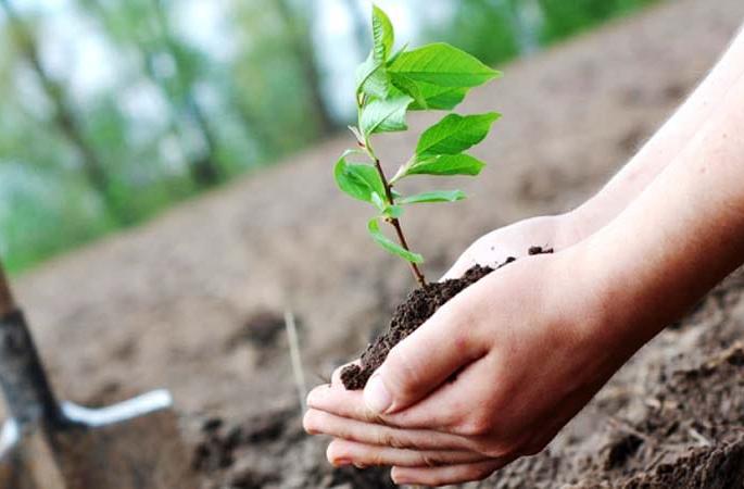 more than double plantation; negligence toward conservation! | वाशिम जिल्ह्यात उद्दिष्टापेक्षा दुपटीने वृक्षारोपण; वृक्षसंवर्धनाकडे मात्र पाठ ! more than double plantation; negligence toward conservation! | वाशिम जिल्ह्यात उद्दिष्टापेक्षा दुपटीने वृक्षारोपण; वृक्षसंवर्धनाकडे मात्र पाठ !