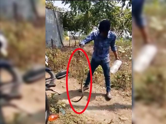 VIDEO: The surviving snake charmer | VIDEO: जिवावर खेळून सापांना जीवदान देणारा सर्पमित्र VIDEO: The surviving snake charmer | VIDEO: जिवावर खेळून सापांना जीवदान देणारा सर्पमित्र
