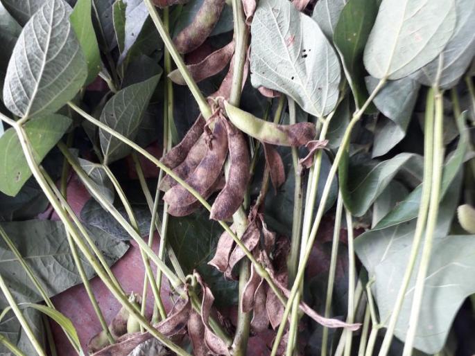 Farmer 'anxious' due to soyabean disease! | सोयाबिनवरील करपा रोगामुळे शेतकरी ‘चिंतातूर’! Farmer 'anxious' due to soyabean disease! | सोयाबिनवरील करपा रोगामुळे शेतकरी ‘चिंतातूर’!