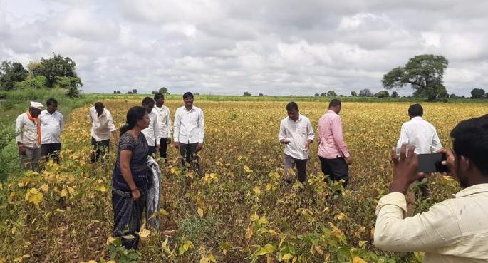 Inspection of soyabean crop in Washim district | धुक्यामुळे पिवळ्या पडलेल्या सोयाबीन पिकाची पाहणी Inspection of soyabean crop in Washim district | धुक्यामुळे पिवळ्या पडलेल्या सोयाबीन पिकाची पाहणी