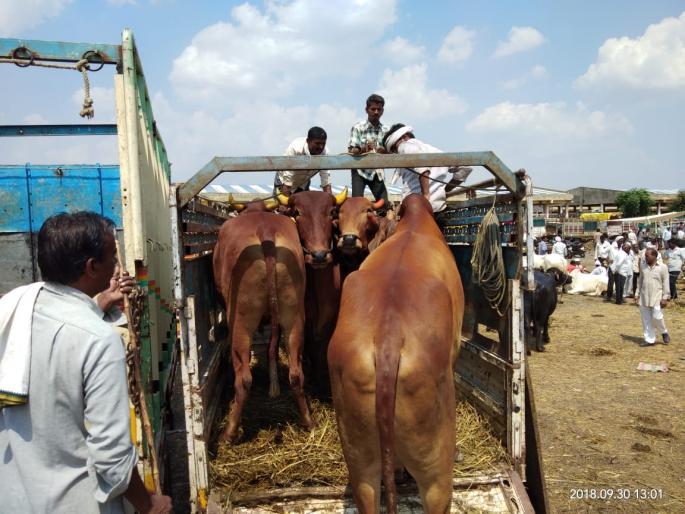 Transport of animals by cruelty in washim | जनावरांची निर्दयतेने वाहनात कोंबून वाहतूक; कायद्याची पायमल्ली   Transport of animals by cruelty in washim | जनावरांची निर्दयतेने वाहनात कोंबून वाहतूक; कायद्याची पायमल्ली
