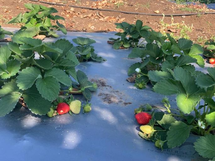 Cultivation of flowering strawberries in heterogeneous climates | विषम वातावरणात फुलविली स्ट्रॉबेरी शेती Cultivation of flowering strawberries in heterogeneous climates | विषम वातावरणात फुलविली स्ट्रॉबेरी शेती