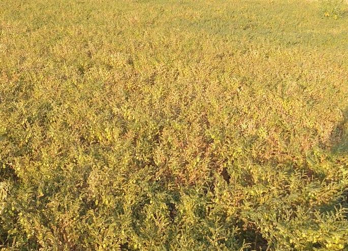 crops damaged due to cold weather | थंडीमुळे पाच गावातील पिकांचे नुकसान crops damaged due to cold weather | थंडीमुळे पाच गावातील पिकांचे नुकसान