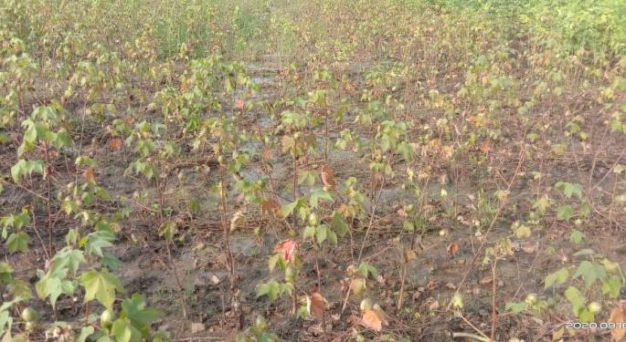 Cotton in an area of 40 hectares was destroyed by heavy rains | अतिपावसाने उद्धस्त झाली ४० हेक्टर क्षेत्रातील कपाशी  