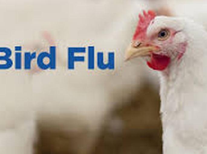 Bird flu kills chickens in Washim district | वाशिम जिल्ह्याती सोनखास शिवारात ‘बर्ड फ्ल्यू’मुळे कोंबड्यांचा मृत्यू Bird flu kills chickens in Washim district | वाशिम जिल्ह्याती सोनखास शिवारात ‘बर्ड फ्ल्यू’मुळे कोंबड्यांचा मृत्यू
