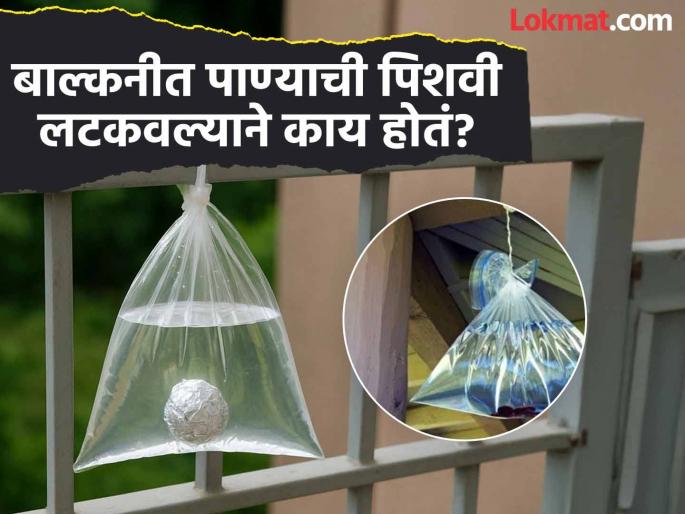 Why people hanging water bag in balcony, know the reason | पाणी भरुन प्लास्टिक पिशवी घरात टांगली तर खरंच डास आणि माश्या घरात येत नाही? पाहा खरंखुरं उत्तर..