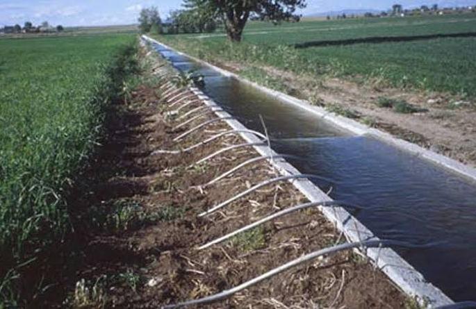 The rabbi season is over in half; However, there is no water for irrigation! | रब्बीचा हंगाम अर्धा संपला; तरी सिंचनासाठी पाणी मिळेना! The rabbi season is over in half; However, there is no water for irrigation! | रब्बीचा हंगाम अर्धा संपला; तरी सिंचनासाठी पाणी मिळेना!
