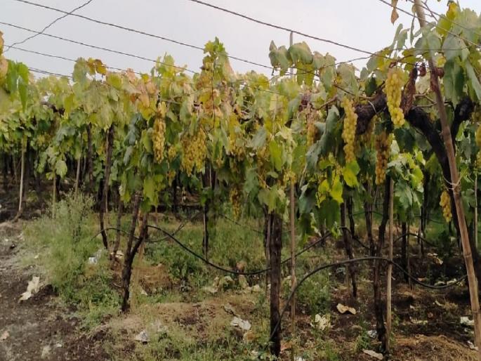 Due to lack of water, crops in 13 thousand 366 hectares of 45 villages of Sangli district were affected | राजकीय अनास्था सांगली जिल्ह्यातील ४५ गावांतील शेतकऱ्यांच्या मुळावर, पाण्याअभावी पिके वाळली