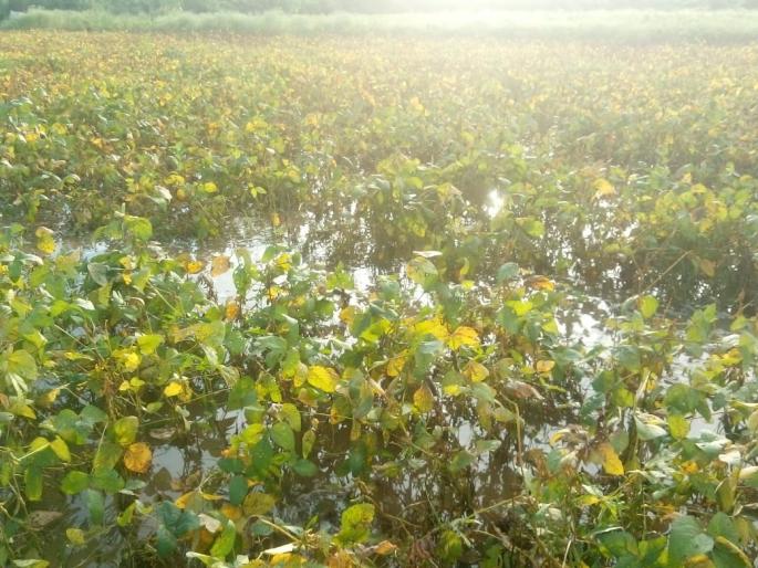 Four acre crop stagnant water | चार एकरातील पिकात साचले गुडघाभर पाणी Four acre crop stagnant water | चार एकरातील पिकात साचले गुडघाभर पाणी