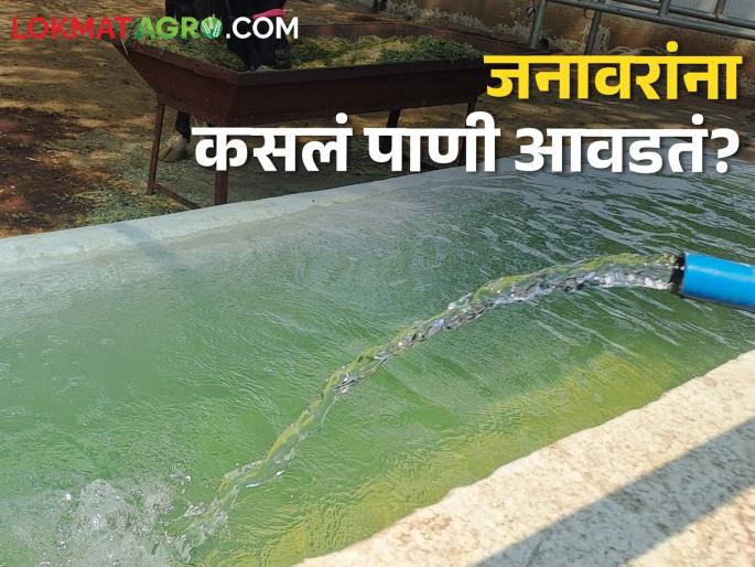 To increase milk production; How many liters of water is needed to give one liter of milk | दुध उत्पादन वाढवायचय; एक लिटर दूध देण्यासाठी हवंय इतके लिटर पाणी To increase milk production; How many liters of water is needed to give one liter of milk | दुध उत्पादन वाढवायचय; एक लिटर दूध देण्यासाठी हवंय इतके लिटर पाणी