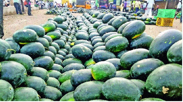 Sangalyat Kalingadachi Arrival ... | सांगलीत कलिंगडाची आवक... Sangalyat Kalingadachi Arrival ... | सांगलीत कलिंगडाची आवक...