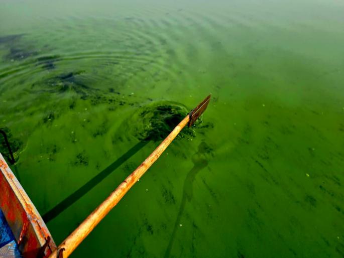 Green tint on Ujani water; Water crosses pollution level, administration turns a blind eye | उजनीच्या पाण्यावर हिरवा तवंग; पाण्याने प्रदूषणाची पातळी ओलांडली, प्रशासनाकडून डोळेझाक Green tint on Ujani water; Water crosses pollution level, administration turns a blind eye | उजनीच्या पाण्यावर हिरवा तवंग; पाण्याने प्रदूषणाची पातळी ओलांडली, प्रशासनाकडून डोळेझाक