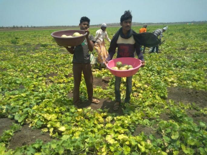 Use of watermelon farming in the desert area, sale on the river bank: this year's decline due to fungal disease. | अडाण पात्रात टरबुज शेतीचा प्रयोग, नदीकाठावरच विक्री: बुरशी रोगामुळे यंदा उत्पादनात घट Use of watermelon farming in the desert area, sale on the river bank: this year's decline due to fungal disease. | अडाण पात्रात टरबुज शेतीचा प्रयोग, नदीकाठावरच विक्री: बुरशी रोगामुळे यंदा उत्पादनात घट