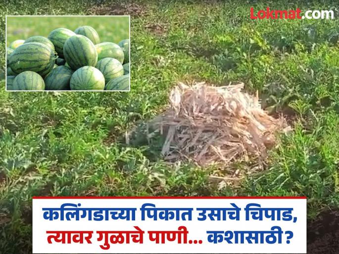 Farmer Tips: Farmers are putting sugarcane chips in their watermelon crops, sprinkling jaggery water on them; for what purpose... | कलिंगडाच्या पिकात शेतकरी टाकतोय उसाचे चिपाड, त्यावर शिंपडतोय गुळाचे पाणी; कशासाठी... Farmer Tips: Farmers are putting sugarcane chips in their watermelon crops, sprinkling jaggery water on them; for what purpose... | कलिंगडाच्या पिकात शेतकरी टाकतोय उसाचे चिपाड, त्यावर शिंपडतोय गुळाचे पाणी; कशासाठी...