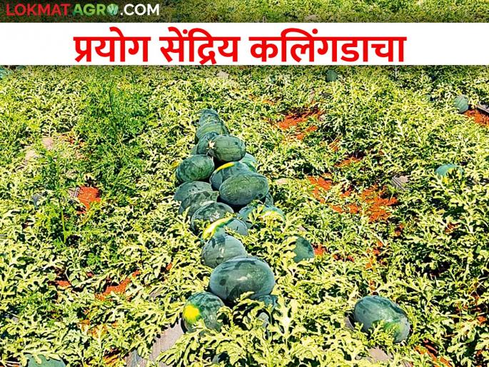 Ideal Farmer became the organic production of this crop taken by Saurabh while crop rotation in paddy fields | भातशेतीला फाटा देत सौरभने घेतले या पिकाचे सेंद्रिय पद्धतीने उत्पादन अन् ठरला आदर्श शेतकरी Ideal Farmer became the organic production of this crop taken by Saurabh while crop rotation in paddy fields | भातशेतीला फाटा देत सौरभने घेतले या पिकाचे सेंद्रिय पद्धतीने उत्पादन अन् ठरला आदर्श शेतकरी
