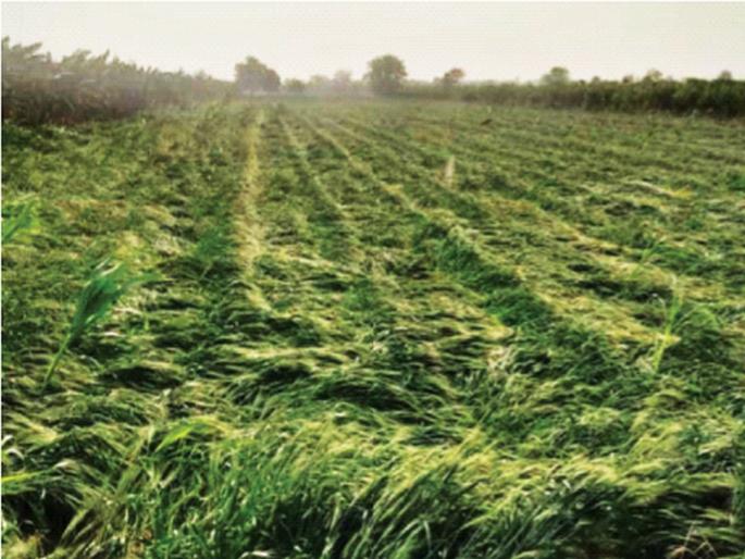 Maharashtra was finally hit by hail; The grass of the mouths of the plundered farmers | राज्यात अखेर गारपीट झालीच; पळविला शेतकऱ्यांच्या तोंडचा घास Maharashtra was finally hit by hail; The grass of the mouths of the plundered farmers | राज्यात अखेर गारपीट झालीच; पळविला शेतकऱ्यांच्या तोंडचा घास