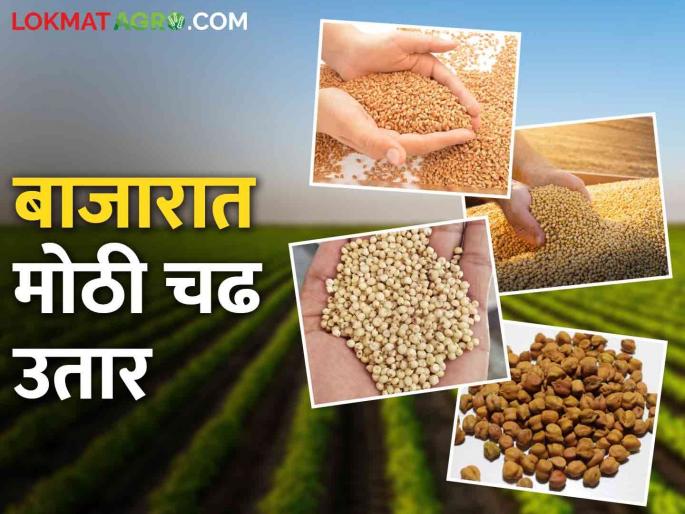 Wheat, Sarki Dhep price increased due to increase in exports; Fluctuations in prices of gram and soybeans | निर्यात वाढल्याने गहू, सरकी ढेप वधारले; हरभरा अन् सोयाबीनच्या दरात चढ-उतार
