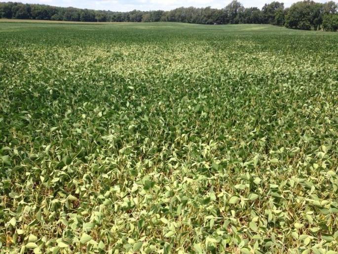 Wet drought in Washim district due to incessant rains | वाशिम जिल्ह्यात सततधार पावसामुळे ओल्या दुष्काळाचे सावट Wet drought in Washim district due to incessant rains | वाशिम जिल्ह्यात सततधार पावसामुळे ओल्या दुष्काळाचे सावट