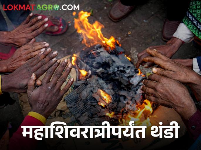 Latest News remain cold in Maharashtra even till Mahashivratri says weather podcast | Weather Report : महाशिवरात्रीपर्यंत महाराष्ट्रात गारवा टिकून राहण्याची शक्यता, वाचा हवामान अंदाज Latest News remain cold in Maharashtra even till Mahashivratri says weather podcast | Weather Report : महाशिवरात्रीपर्यंत महाराष्ट्रात गारवा टिकून राहण्याची शक्यता, वाचा हवामान अंदाज